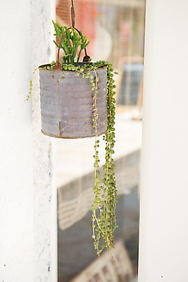 포토 JPG 주간 화분 풍경 사람없음 야외 도시풍경 창가 행잉플랜트 국내포토 자연요소 창문 도시 파일형식