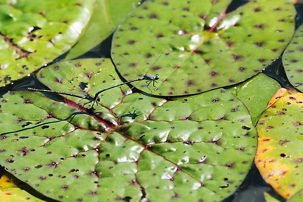 포토 JPG 주간 두마리 자연 풍경 사람없음 야외 연못 잠자리 연잎 짝짓기 국내포토 자연요소 곤충 잎 2 생태계 파일형식
