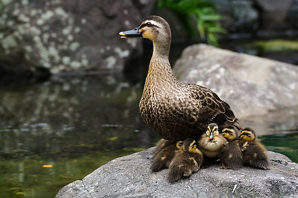 포토 JPG 주간 여러마리 자연 오리 풍경 사람없음 야외 바위 오리새끼 국내포토 자연요소 새끼 다수 조류 돌_바위 생태계 파일형식