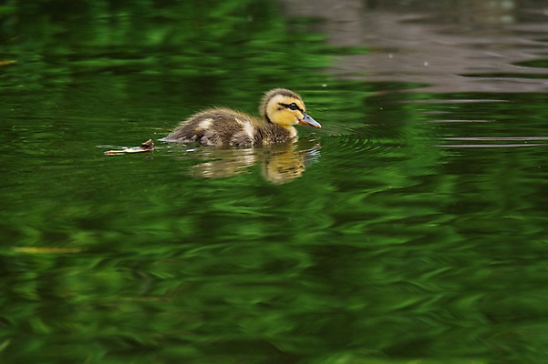 포토 JPG 주간 한마리 자연 풍경 사람없음 야외 연못 오리새끼 국내포토 자연요소 1 새끼 오리 생태계 파일형식