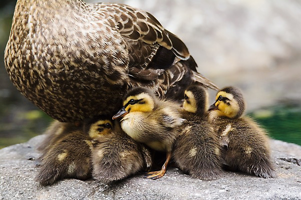 포토 JPG 주간 여러마리 자연 오리 풍경 사람없음 야외 바위 오리새끼 국내포토 자연요소 새끼 다수 조류 돌_바위 생태계 파일형식