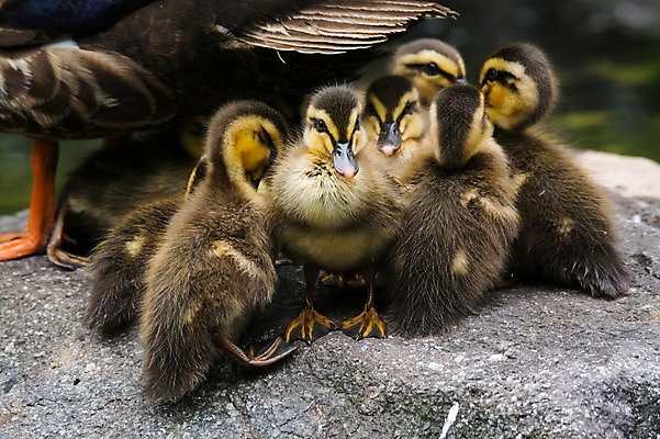 포토 JPG 주간 여러마리 자연 오리 풍경 사람없음 야외 바위 오리새끼 국내포토 자연요소 새끼 다수 조류 돌_바위 생태계 파일형식