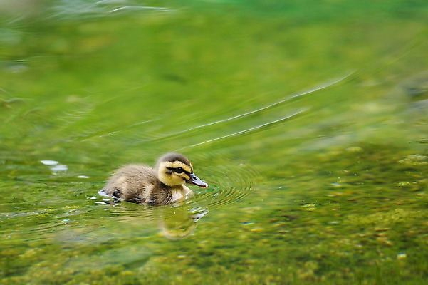 포토 JPG 주간 한마리 자연 풍경 사람없음 야외 연못 오리새끼 국내포토 자연요소 1 새끼 오리 생태계 파일형식