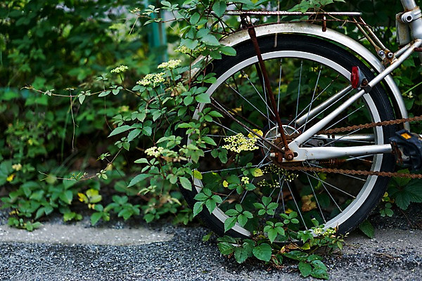 포토 JPG 주간 잎 거리 풍경 사람없음 야외 도시풍경 자전거바퀴 국내포토 자연요소 식물 도시 파일형식