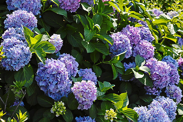 포토 JPG 주간 자연 풍경 사람없음 야외 보라색 수국 국내포토 자연요소 꽃 컬러 생태계 파일형식