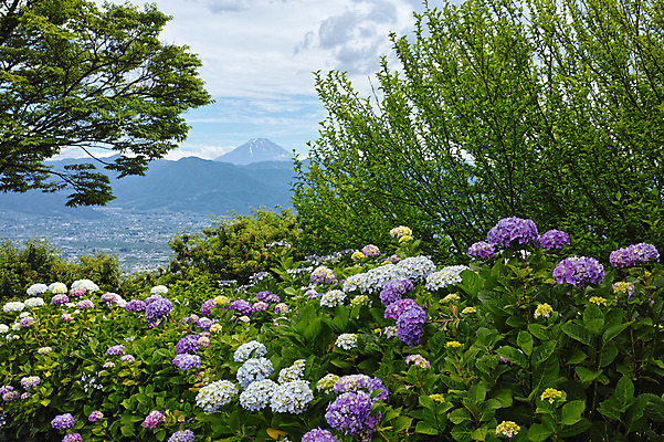 포토 JPG 주간 나무 구름 자연 하늘 산 풍경 사람없음 야외 수국 국내포토 자연요소 식물 꽃 생태계 파일형식