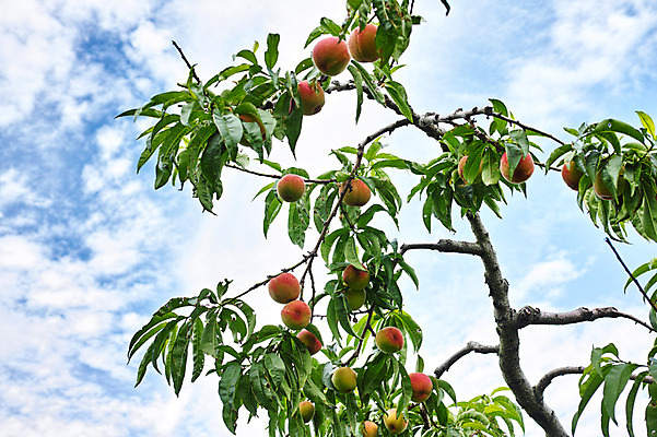 포토 JPG 주간 구름 자연 하늘 풍경 사람없음 야외 복숭아 국내포토 자연요소 과일 생태계 파일형식