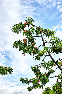 포토 JPG 주간 구름 자연 하늘 풍경 사람없음 야외 복숭아 국내포토 자연요소 과일 생태계 파일형식