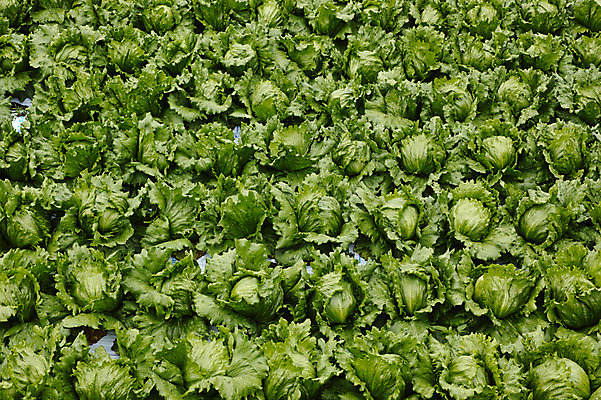 포토 JPG 주간 밭 자연 풍경 사람없음 야외 양상추 국내포토 자연요소 농업 채소 생태계 파일형식