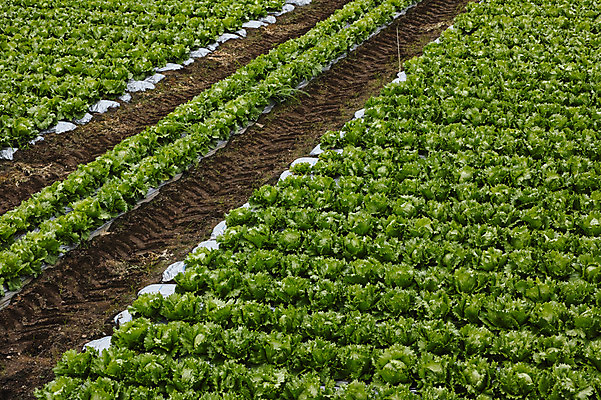 포토 자연요소 농업 채소 생태계 파일형식 JPG 풍경 자연 사람없음 주간 야외 밭 양상추 국내포토