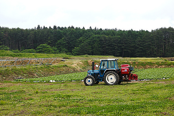 포토 JPG 주간 밭 자연 풍경 사람없음 야외 양상추 트랙터 국내포토 자연요소 농업 채소 농기계 생태계 특수차량 파일형식