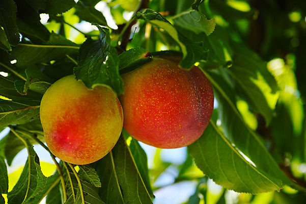 포토 JPG 주간 나무 열매 과일 자연 풍경 사람없음 야외 복숭아 복사나무 제철 제철과일 국내포토 자연요소 식물 생태계 파일형식