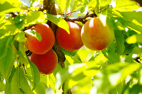 포토 JPG 주간 나무 열매 과일 자연 풍경 사람없음 야외 복숭아 복사나무 제철 제철과일 국내포토 자연요소 식물 생태계 파일형식