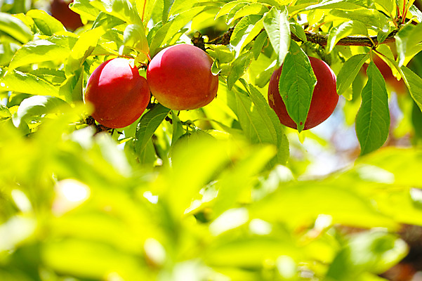 포토 JPG 주간 나무 열매 과일 자연 풍경 사람없음 야외 복숭아 복사나무 제철 제철과일 국내포토 자연요소 식물 생태계 파일형식