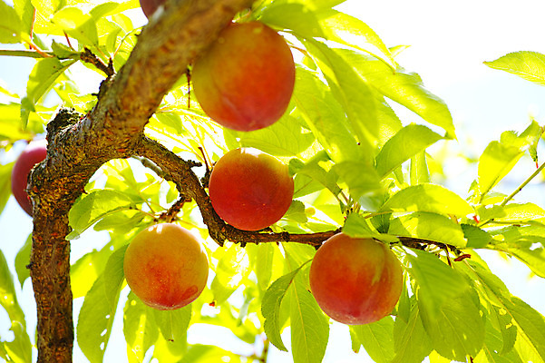 포토 JPG 주간 나무 열매 과일 자연 풍경 사람없음 야외 복숭아 복사나무 제철 제철과일 국내포토 자연요소 식물 생태계 파일형식