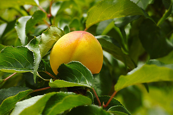 포토 JPG 주간 나무 열매 과일 자연 풍경 사람없음 야외 복숭아 복사나무 제철 제철과일 국내포토 자연요소 식물 생태계 파일형식