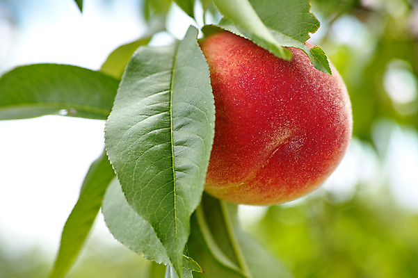 포토 JPG 주간 나무 열매 과일 자연 풍경 사람없음 야외 복숭아 복사나무 제철 제철과일 국내포토 자연요소 식물 생태계 파일형식