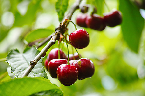 포토 JPG 주간 나무 열매 자연 풍경 사람없음 야외 체리 국내포토 자연요소 식물 과일 생태계 파일형식
