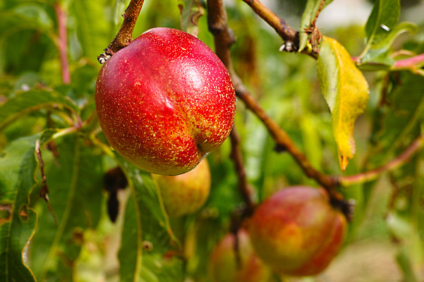 포토 JPG 주간 나무 열매 자연 풍경 사람없음 야외 복숭아 제철 제철과일 국내포토 자연요소 식물 과일 생태계 파일형식