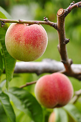 포토 JPG 주간 나무 열매 자연 풍경 사람없음 야외 복숭아 제철 제철과일 국내포토 자연요소 식물 과일 생태계 파일형식