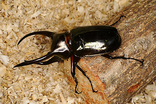 포토 JPG 한마리 사람없음 야외 나무기둥 사슴벌레 국내포토 1 곤충 파일형식