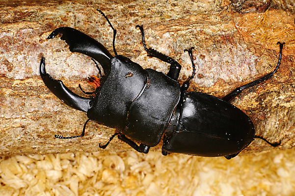 포토 JPG 한마리 사람없음 야외 나무기둥 사슴벌레 국내포토 1 곤충 파일형식