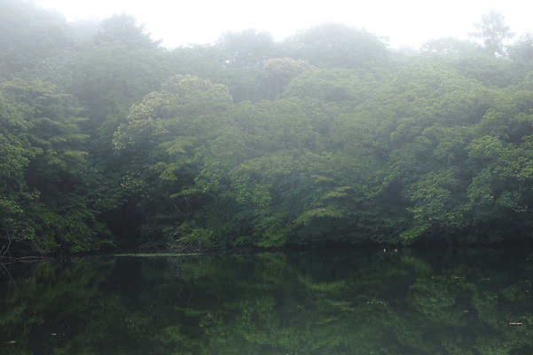 포토 JPG 주간 나무 호수 자연 풍경 사람없음 야외 안개 숲 국내포토 자연요소 식물 날씨 생태계 파일형식
