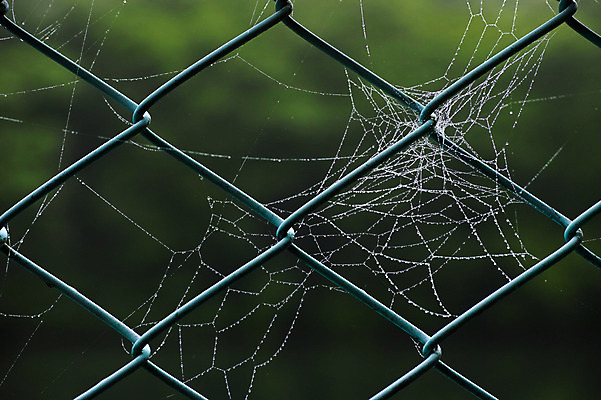 포토 JPG 주간 자연 풍경 사람없음 야외 아웃포커스 거미줄 철망 국내포토 자연요소 촬영기법 생태계 파일형식