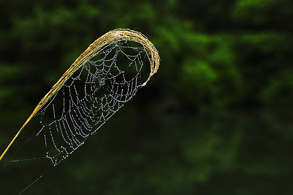 포토 JPG 주간 자연 풍경 사람없음 야외 아웃포커스 거미줄 빗방울 국내포토 자연요소 촬영기법 비_날씨 생태계 파일형식