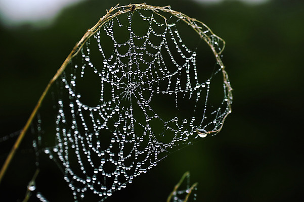 포토 JPG 주간 자연 풍경 사람없음 야외 아웃포커스 거미줄 빗방울 국내포토 자연요소 촬영기법 비_날씨 생태계 파일형식