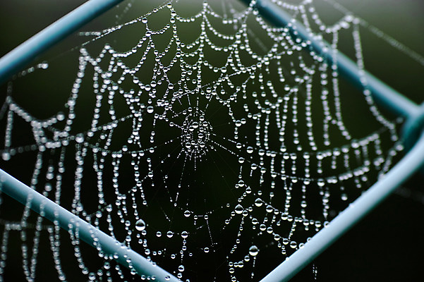 포토 JPG 주간 자연 풍경 사람없음 야외 거미줄 빗방울 국내포토 자연요소 비_날씨 생태계 파일형식