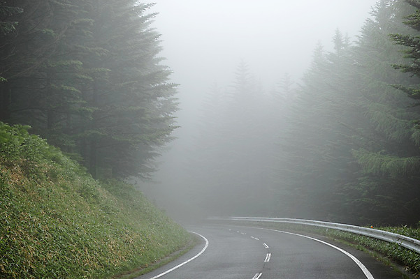 포토 JPG 주간 나무 도로 자연 풍경 사람없음 야외 안개 국내포토 자연요소 식물 길 교통시설 날씨 생태계 파일형식