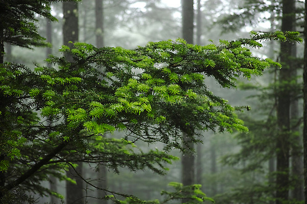 포토 JPG 주간 나무 자연 풍경 사람없음 야외 아웃포커스 안개 숲속 국내포토 자연요소 식물 날씨 촬영기법 숲 생태계 파일형식