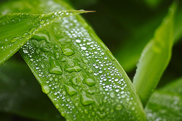 포토 JPG 주간 자연 풍경 사람없음 야외 물방울 풀 국내포토 자연요소 식물 생태계 파일형식