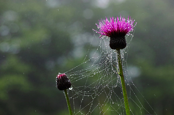 포토 JPG 주간 꽃 자연 풍경 사람없음 야외 아웃포커스 거미줄 국내포토 자연요소 식물 촬영기법 생태계 파일형식