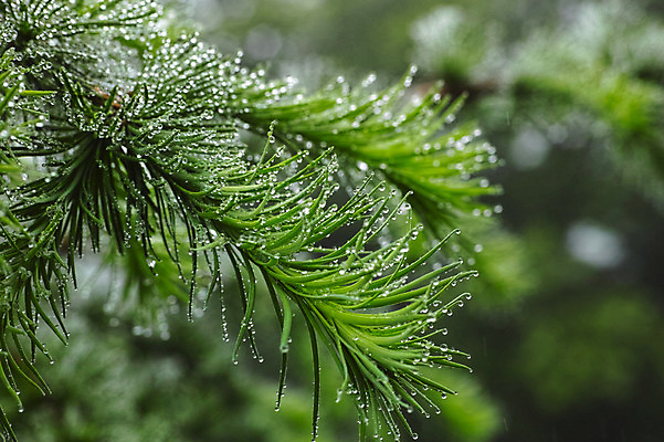 포토 JPG 주간 자연 풍경 사람없음 야외 물방울 풀 국내포토 자연요소 식물 생태계 파일형식