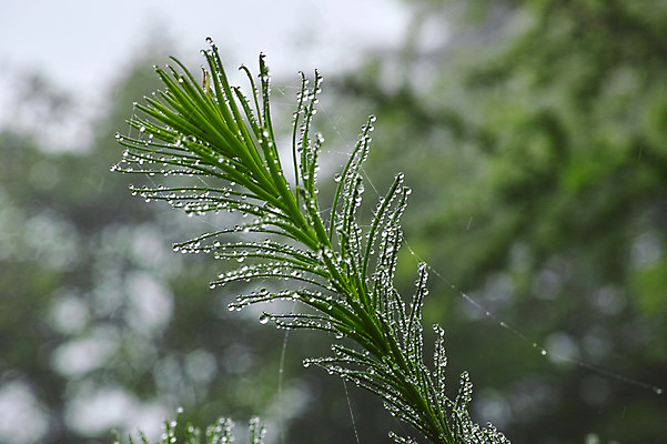 포토 JPG 주간 자연 풍경 사람없음 야외 물방울 풀 거미줄 국내포토 자연요소 식물 생태계 파일형식