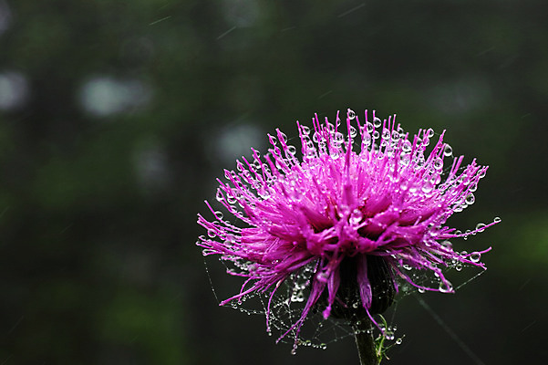 포토 JPG 주간 꽃 자연 풍경 사람없음 야외 아웃포커스 물방울 거미줄 국내포토 자연요소 식물 촬영기법 생태계 파일형식