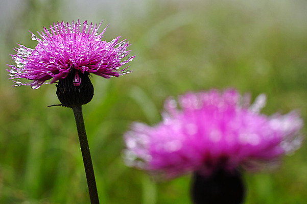 포토 JPG 주간 꽃 자연 풍경 사람없음 야외 물방울 국내포토 자연요소 식물 생태계 파일형식
