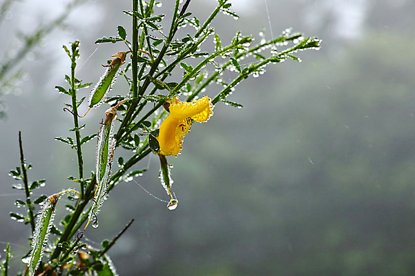 포토 JPG 주간 꽃 자연 풍경 사람없음 야외 아웃포커스 안개 물방울 국내포토 자연요소 식물 날씨 촬영기법 생태계 파일형식