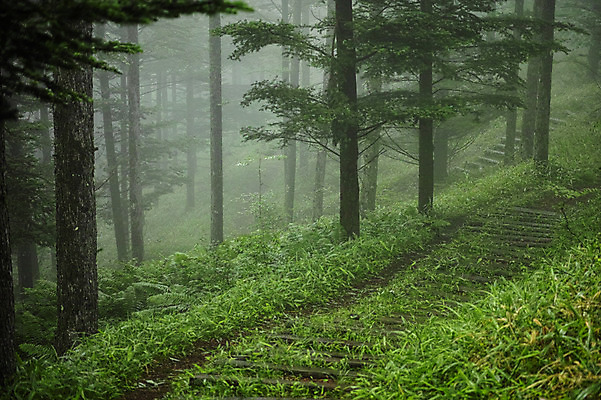 포토 JPG 주간 나무 자연 풍경 사람없음 야외 안개 숲속 국내포토 자연요소 식물 날씨 숲 생태계 파일형식