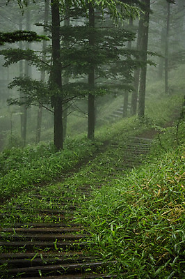 포토 JPG 주간 나무 자연 풍경 사람없음 야외 안개 숲속 국내포토 자연요소 식물 날씨 숲 생태계 파일형식