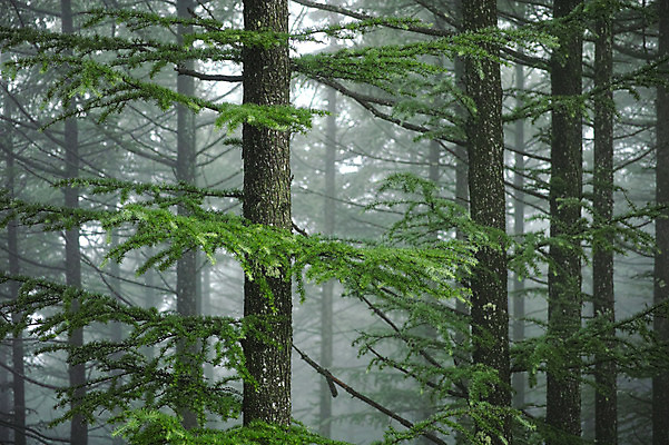 포토 JPG 주간 나무 자연 풍경 사람없음 야외 안개 숲속 국내포토 자연요소 식물 날씨 숲 생태계 파일형식