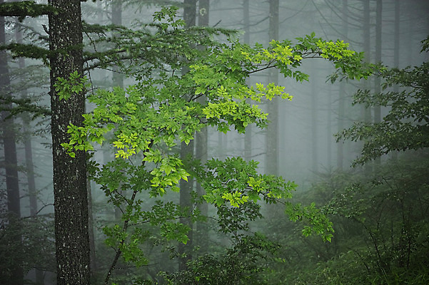 포토 JPG 주간 나무 자연 풍경 사람없음 야외 안개 숲속 국내포토 자연요소 식물 날씨 숲 생태계 파일형식