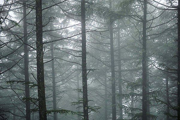 포토 JPG 주간 나무 자연 풍경 사람없음 야외 안개 숲속 국내포토 자연요소 식물 날씨 숲 생태계 파일형식