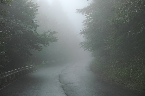 포토 JPG 주간 나무 도로 자연 풍경 사람없음 야외 안개 국내포토 자연요소 식물 길 교통시설 날씨 생태계 파일형식