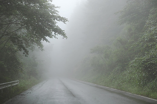 포토 JPG 주간 나무 도로 자연 풍경 사람없음 야외 안개 국내포토 자연요소 식물 길 교통시설 날씨 생태계 파일형식