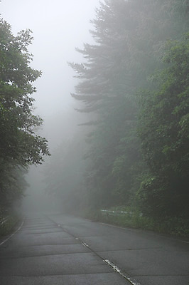 포토 JPG 주간 나무 도로 자연 풍경 사람없음 야외 안개 국내포토 자연요소 식물 길 교통시설 날씨 생태계 파일형식