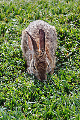 포토 JPG 해외이미지 주간 동물 1 야생동물 밭 포유류 자연 부활절 털 사람없음 야외 가로 초록색 햇빛 갈색 맑음 토끼 해외202004 해외포토 자연요소 기념일 컬러 농업 날씨 반려동물 태양 생태계 파일형식 이미지허브