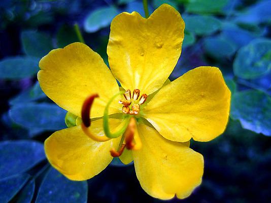 포토 JPG 해외이미지 식물 꽃 분홍색 백그라운드 꽃무늬 밭 태국 자연 하늘 사람없음 야외 장식 초록색 여름 컬러풀 정원 맑음 보라색 일몰 봄 활발 가을 흰색 시골 신선 개화 황금 선택 보호 묘사 코스모스 꽃가루 많음 해외202004 해외포토 계절 아시아 컬러 컨셉 무늬 농업 날씨 노을 가루 생태계 파일형식 이미지허브